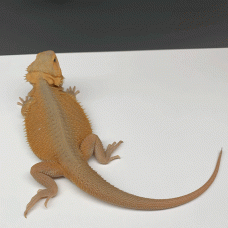094 **Sold**male hypo trans witblit